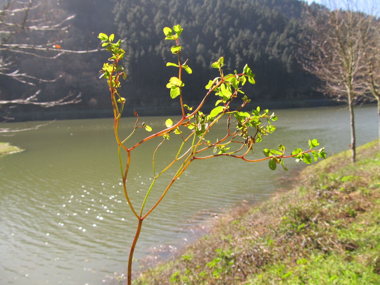 Image of Euphorbia peplus specimen.