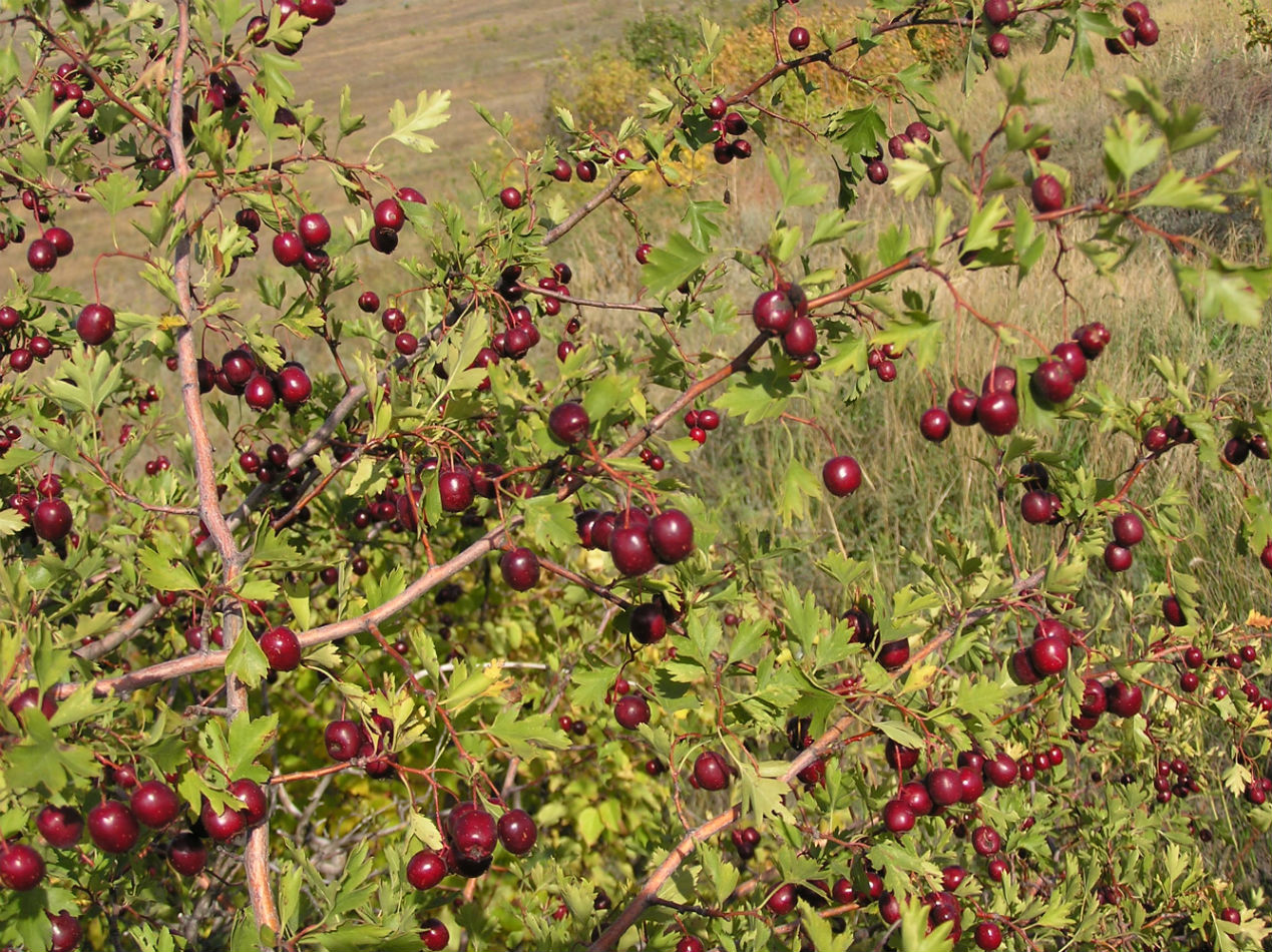 Image of Crataegus ambigua specimen.