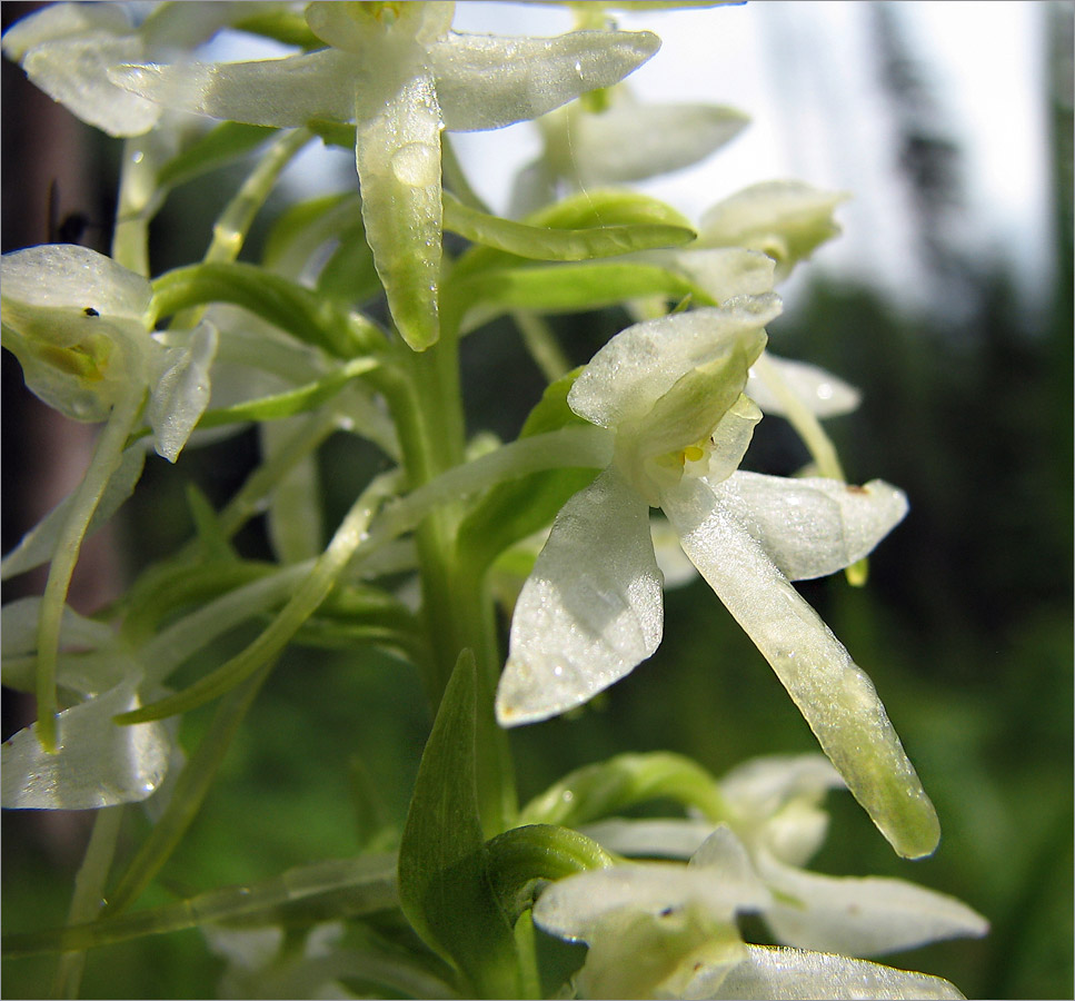 Image of Platanthera bifolia specimen.