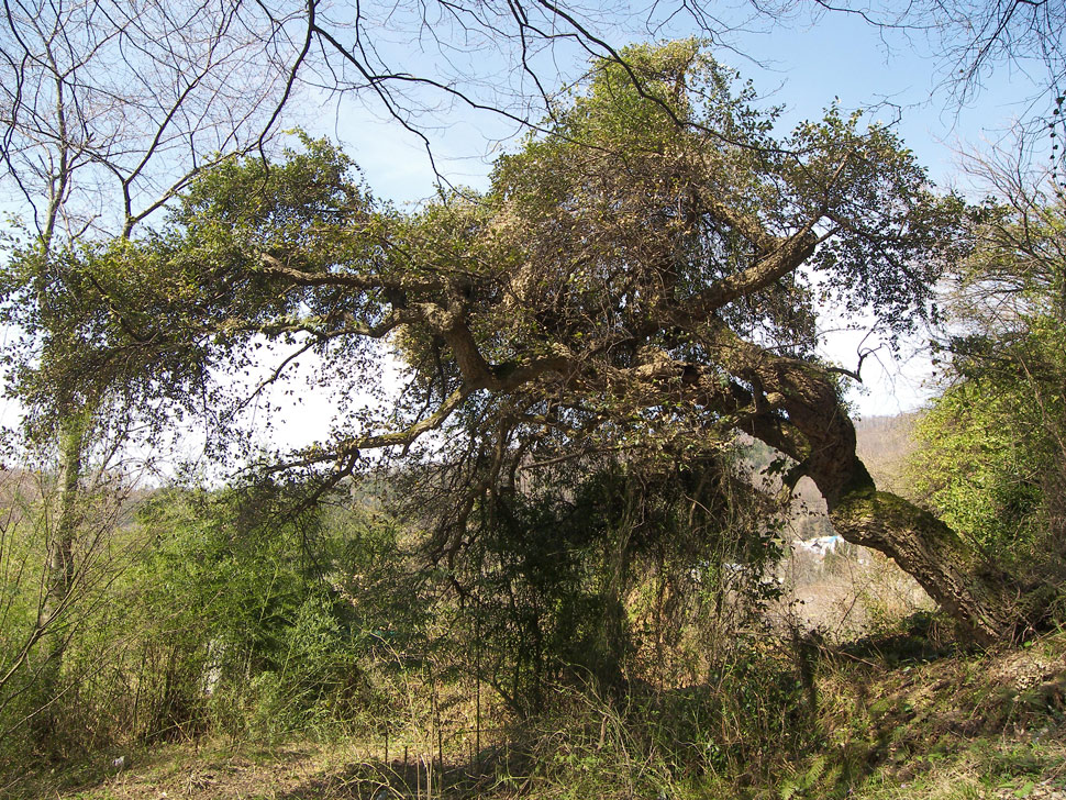 Изображение особи Quercus suber.