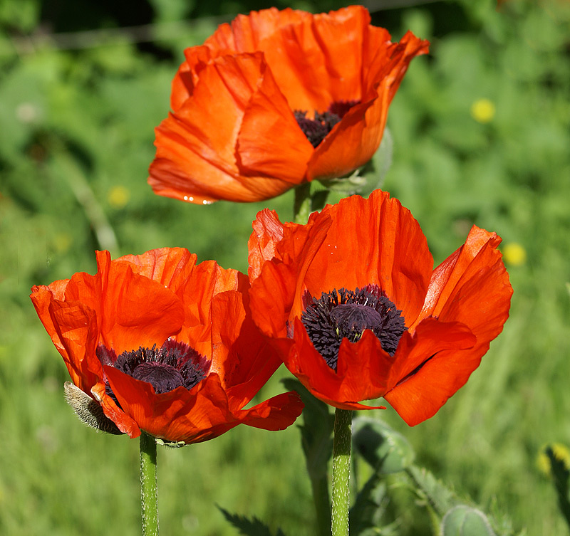 Image of Papaver setiferum specimen.