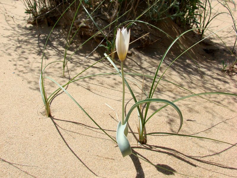 Изображение особи Tulipa sogdiana.