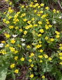 Ranunculus krylovii. Цветущие растения (в сообществе с Anemone caerulea и Corydalis bracteata). Казахстан, Восточно-Казахстанская обл.; Западный Алтай, скл. Ульбинского хребта, окр. с. Ушановское. 02.05.2012.