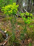 Euphorbia cyparissias