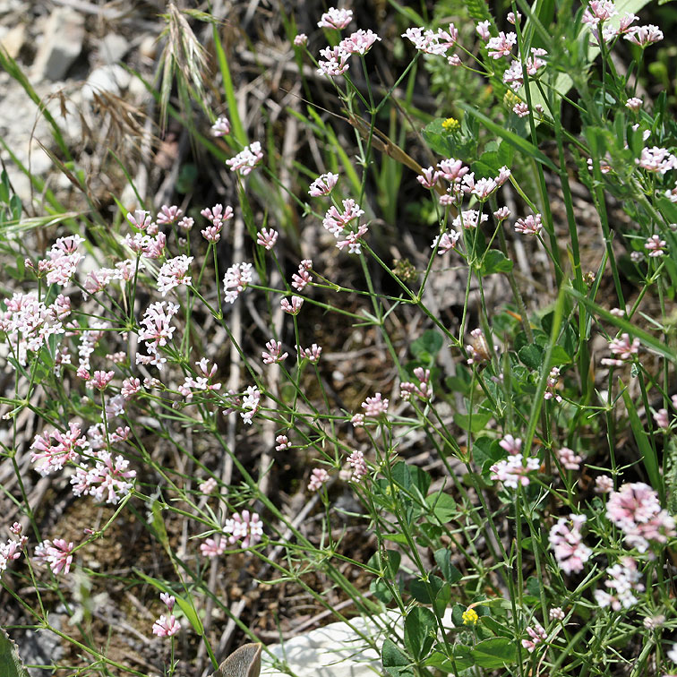 Image of Asperula biebersteinii specimen.