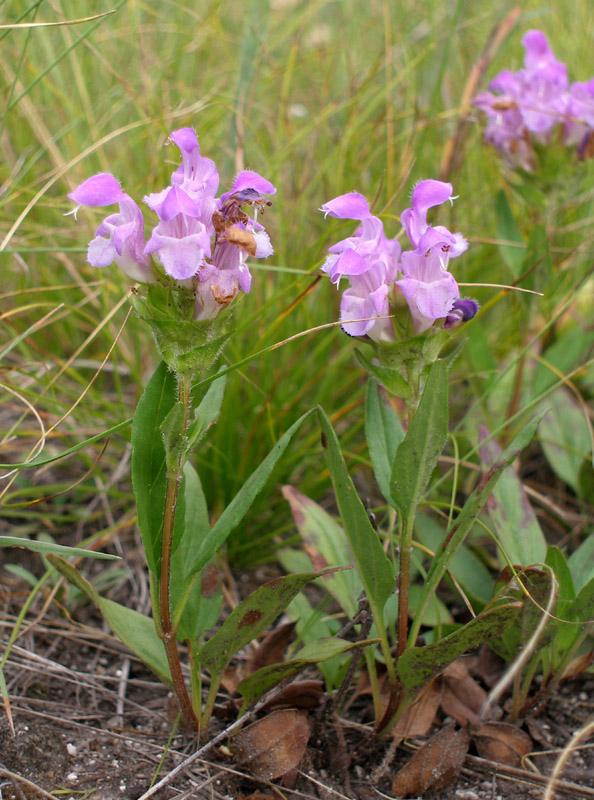 Image of Prunella grandiflora specimen.