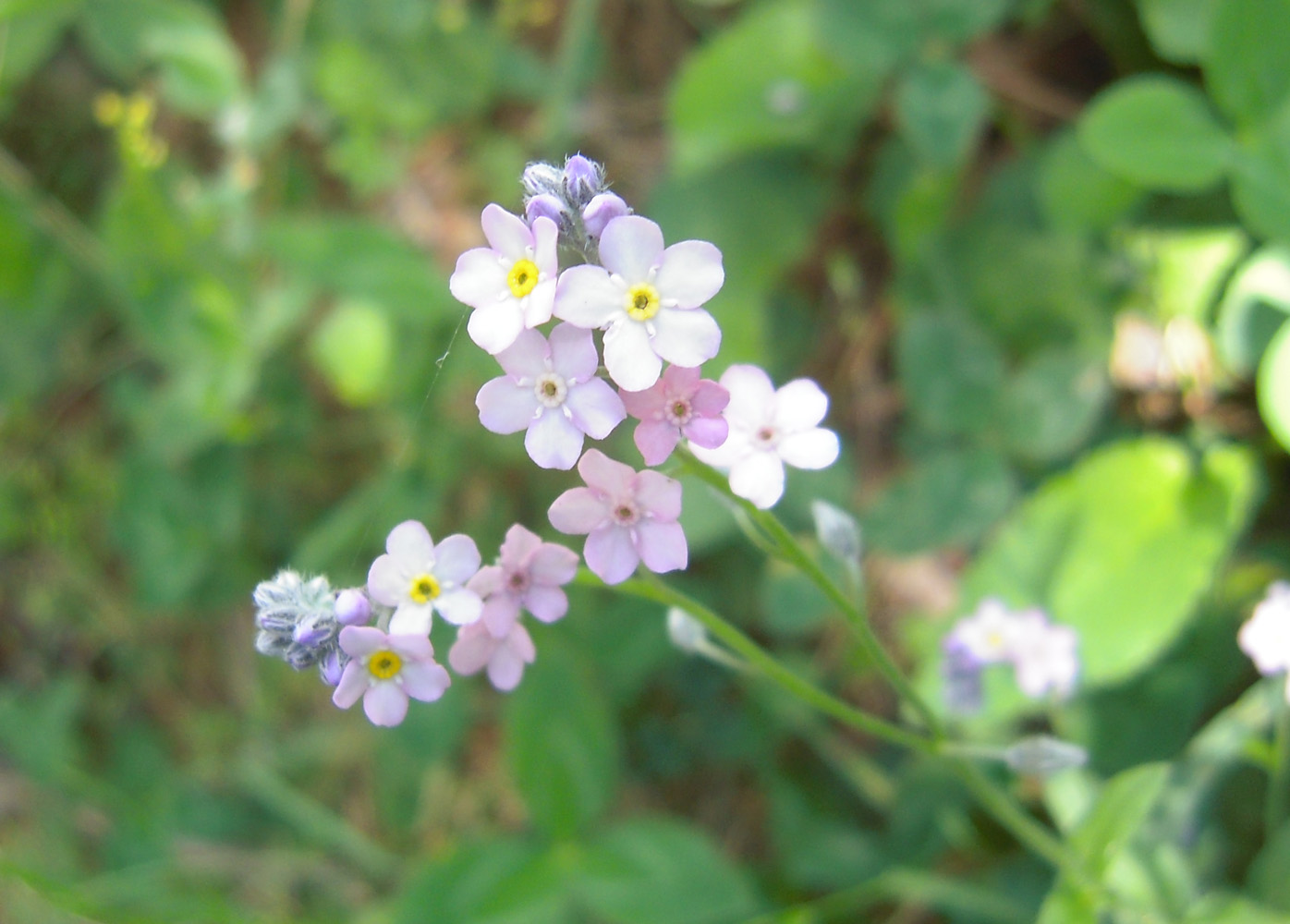 Изображение особи Myosotis alpestris.