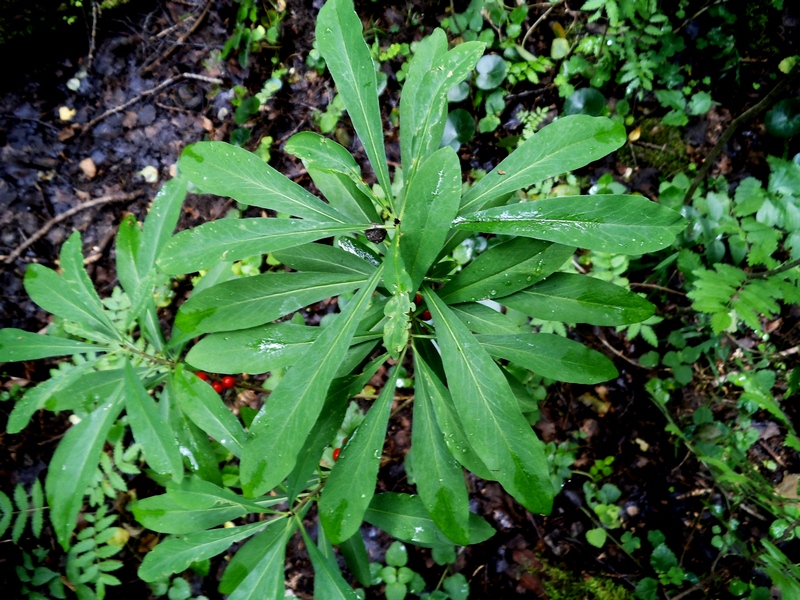 Image of Daphne mezereum specimen.