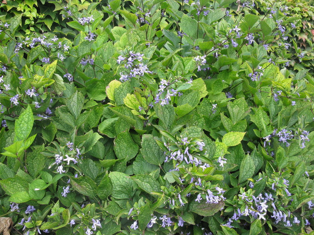 Image of Clematis heracleifolia specimen.