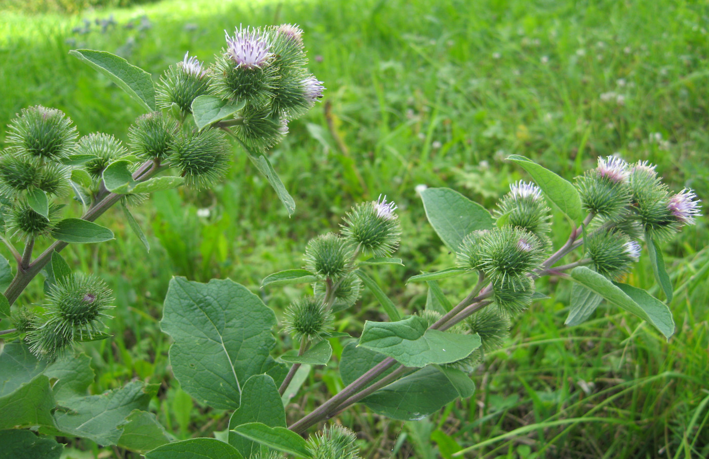 Изображение особи Arctium minus.