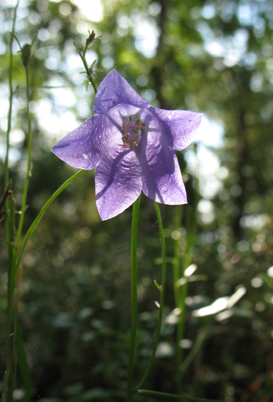 Изображение особи Campanula rotundifolia.