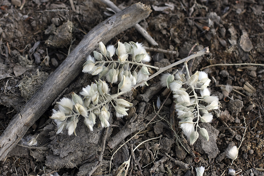 Image of Populus pruinosa specimen.