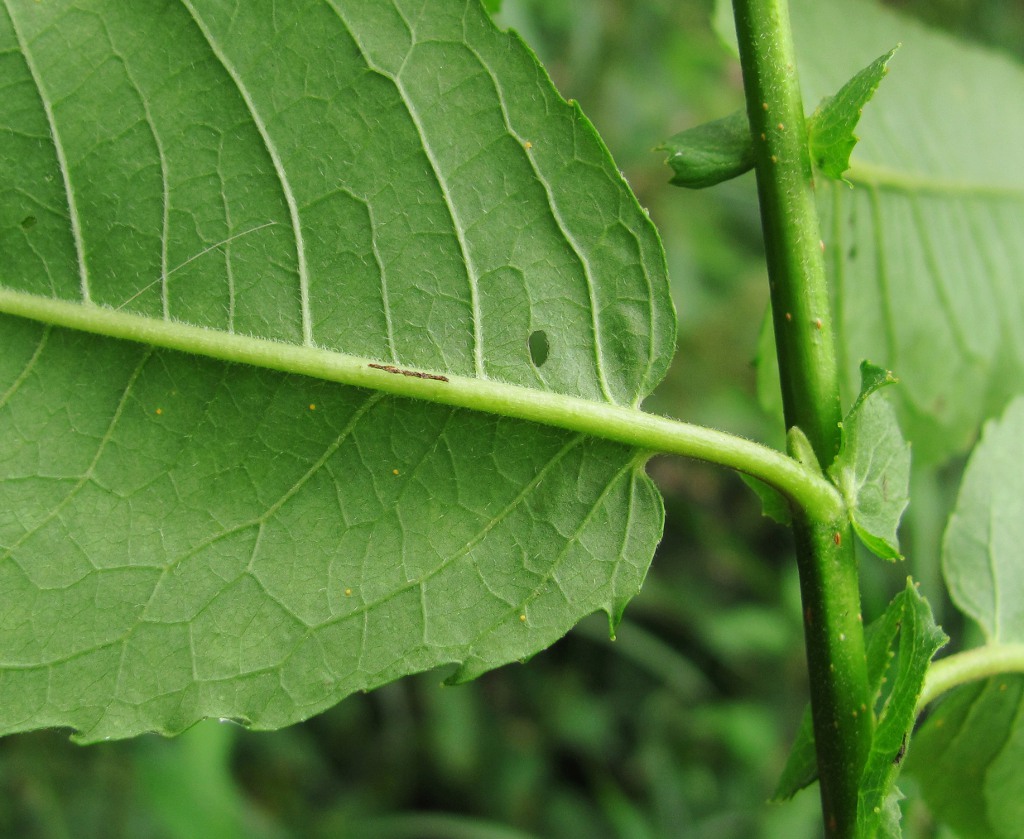 Image of Salix myrsinifolia specimen.