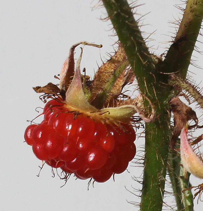 Image of Rubus tricolor specimen.