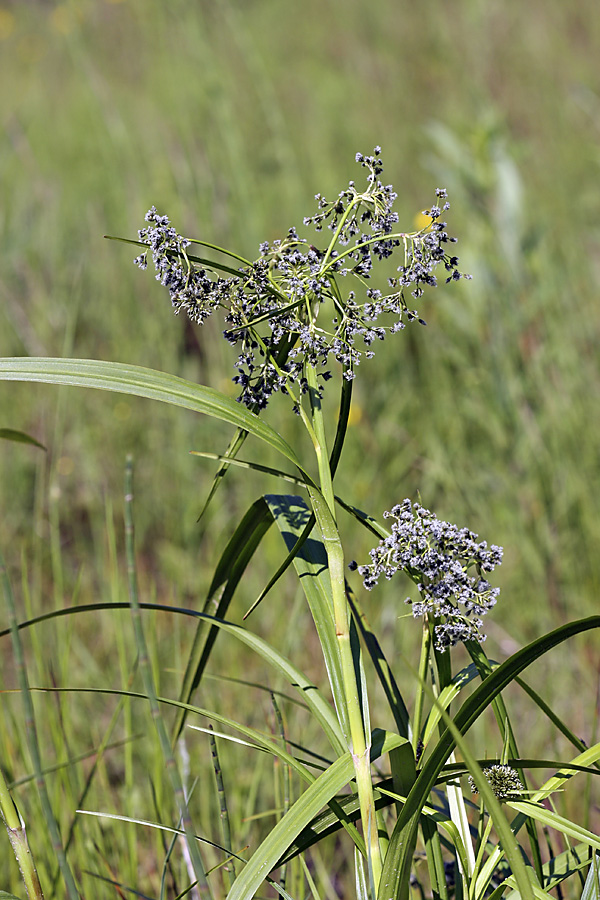 Image of Scirpus sylvaticus specimen.