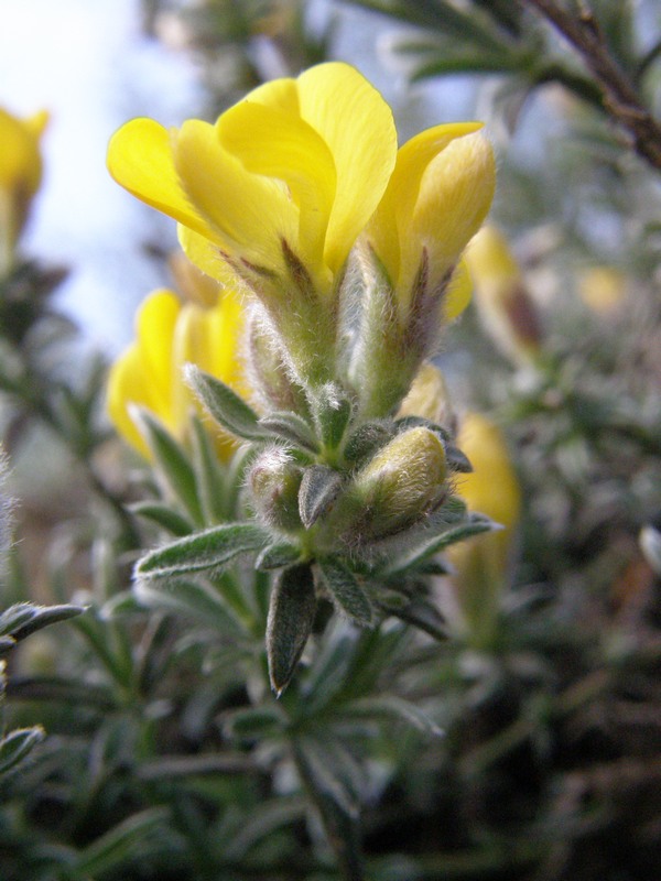 Изображение особи Genista albida.