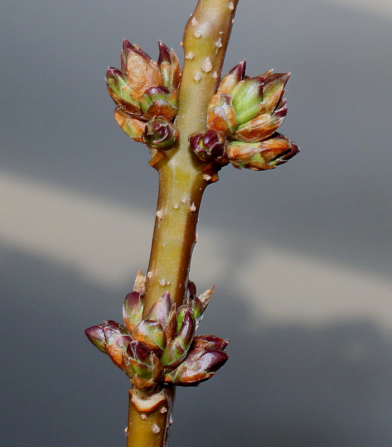 Image of Forsythia &times; intermedia specimen.