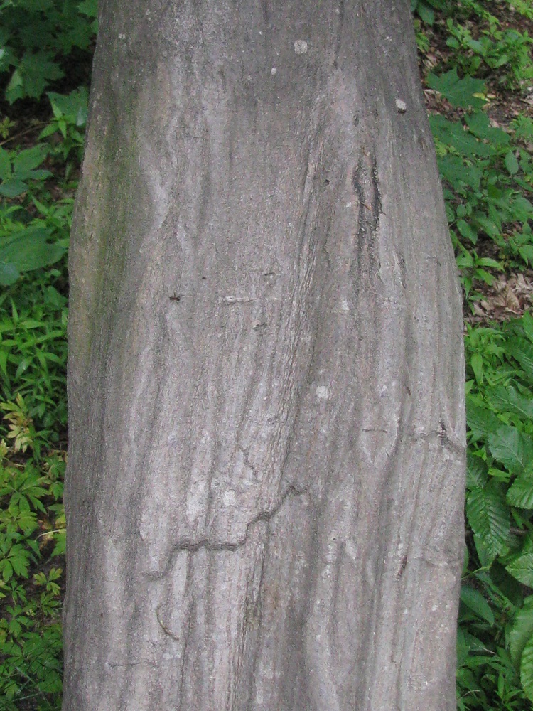 Image of Carpinus betulus specimen.