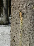 Picea abies. Часть ствола с потёками живицы. Подмосковье, окр. г. Одинцово, ельник. Март 2013 г.