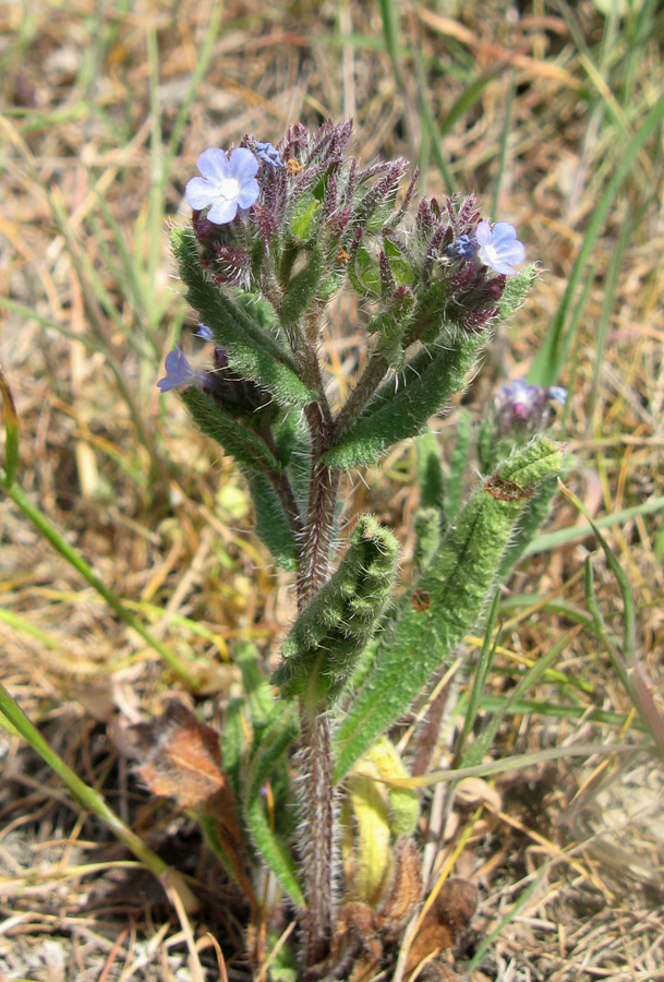 Image of genus Lycopsis specimen.