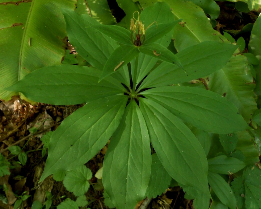 Image of Paris incompleta specimen.