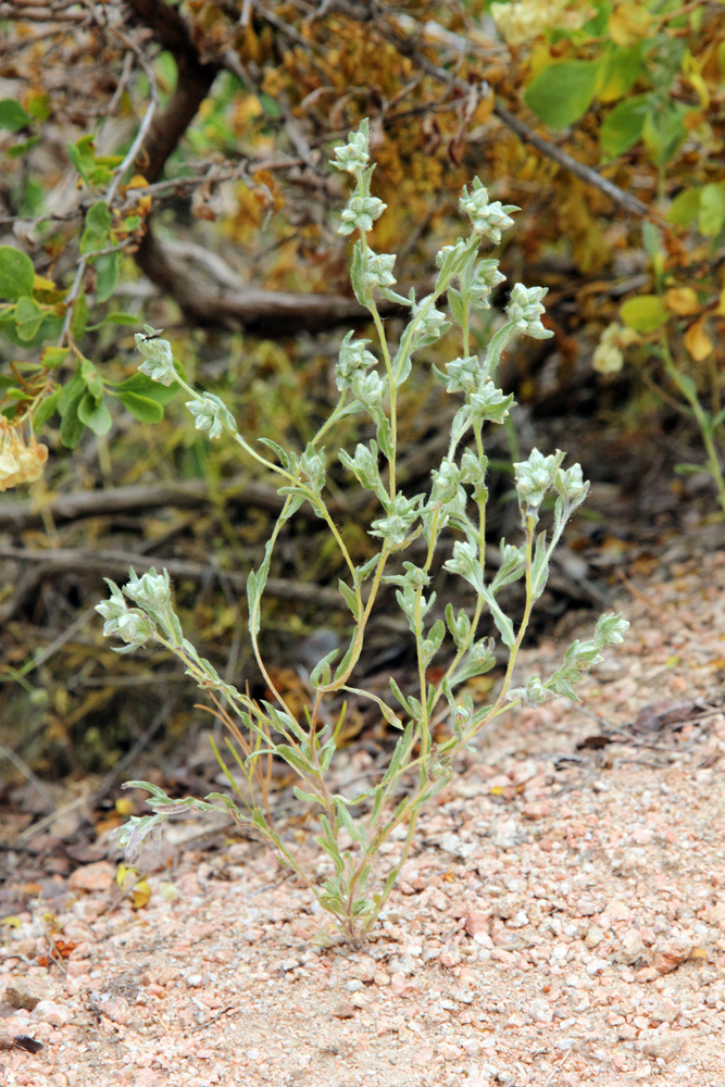 Image of Filago arvensis specimen.