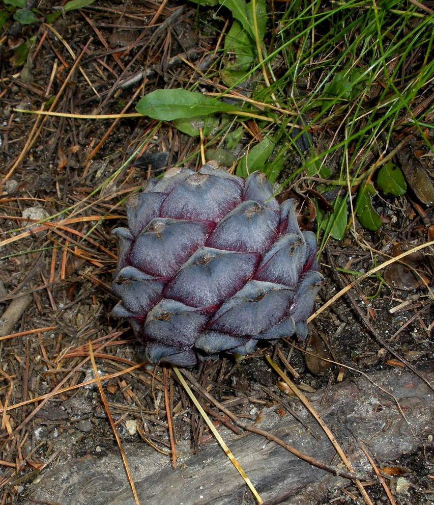 Image of Pinus cembra specimen.