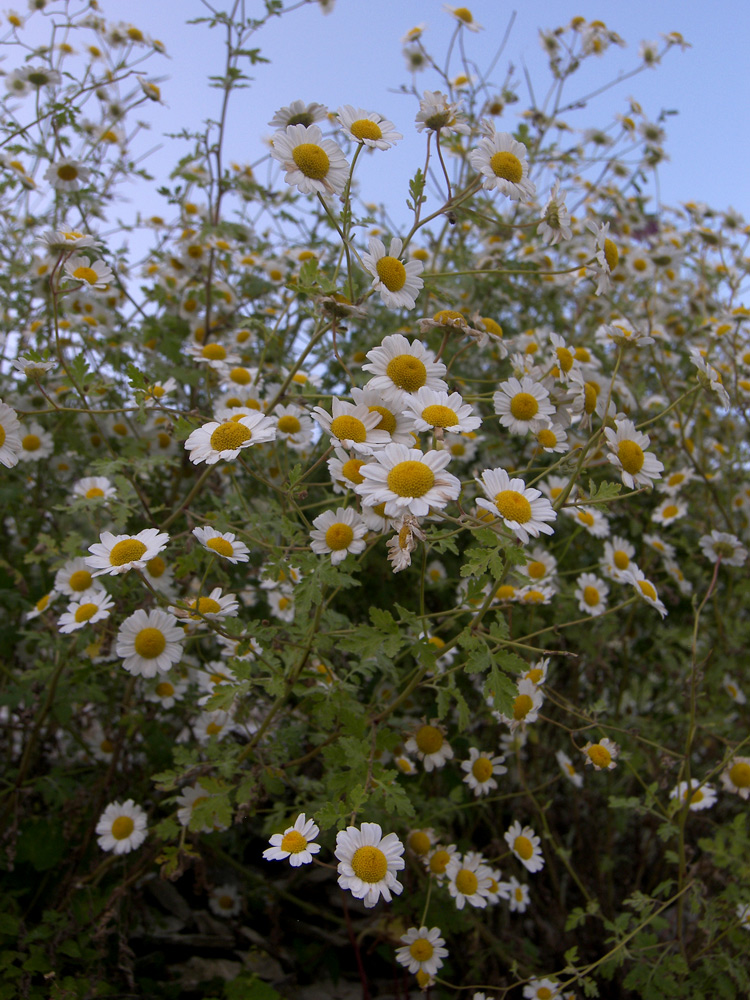 Изображение особи Pyrethrum glanduliferum.