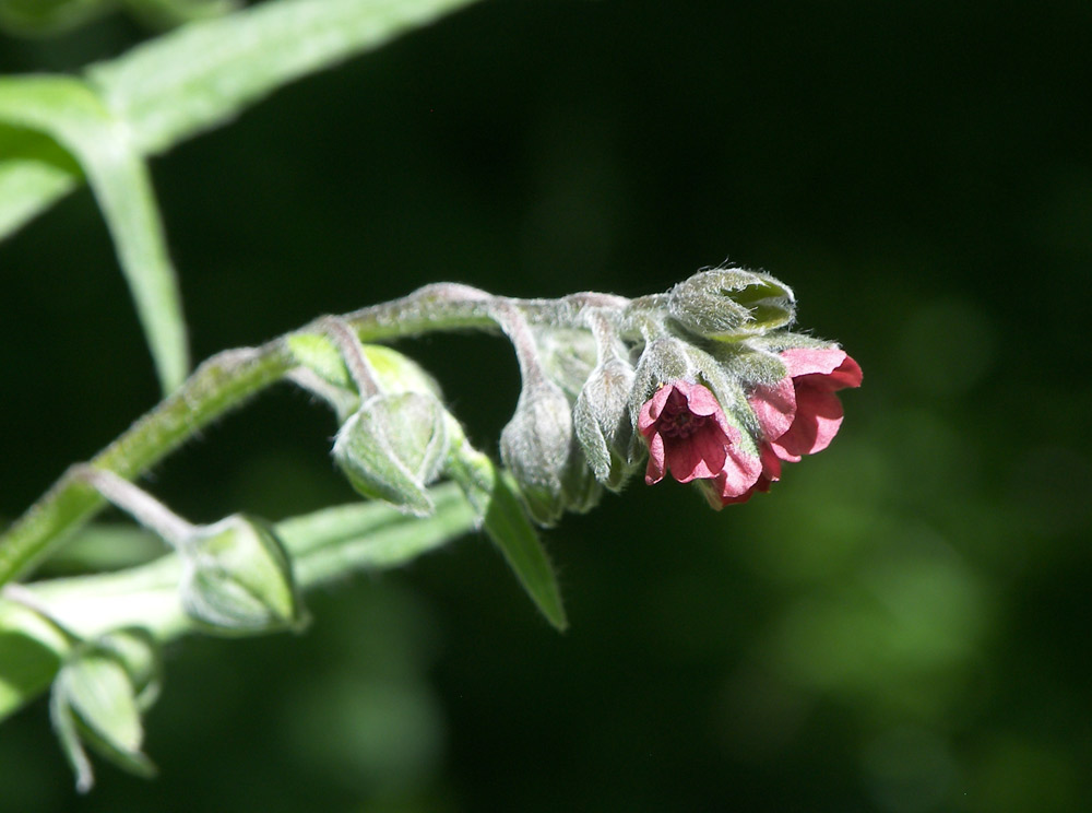 Image of Cynoglossum officinale specimen.