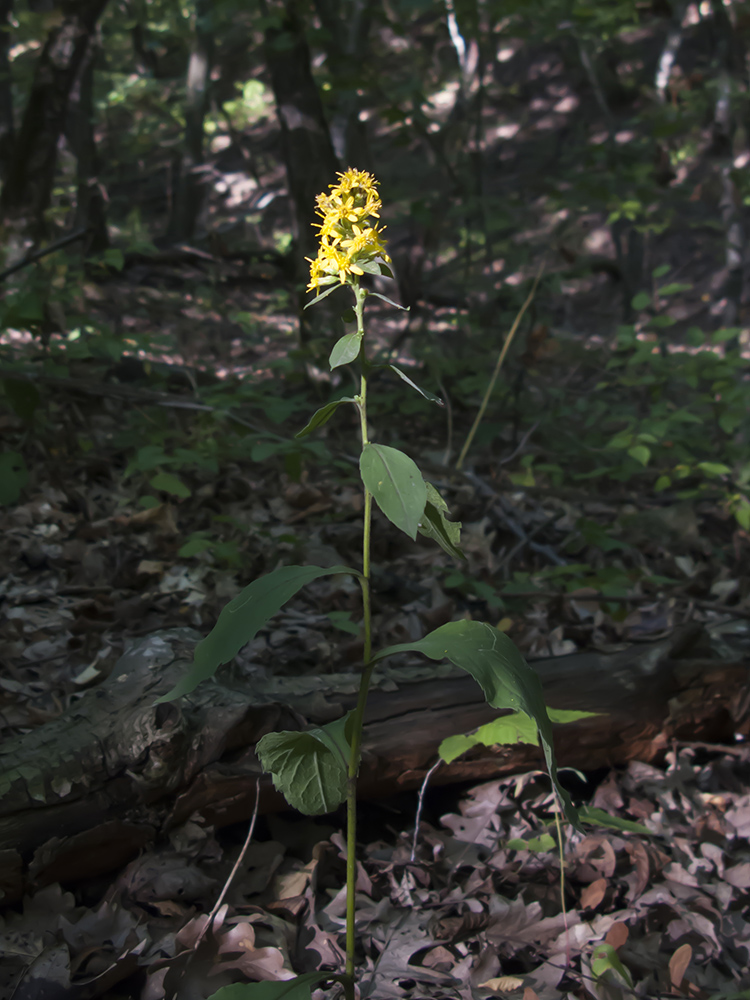 Image of Solidago virgaurea specimen.