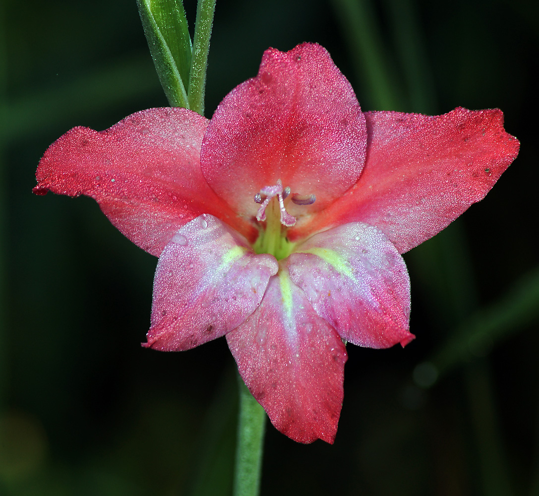 Изображение особи Gladiolus &times; colvillei.