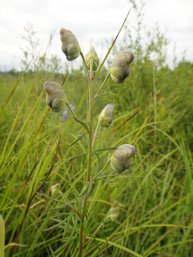 Image of Aconitum ambiguum specimen.