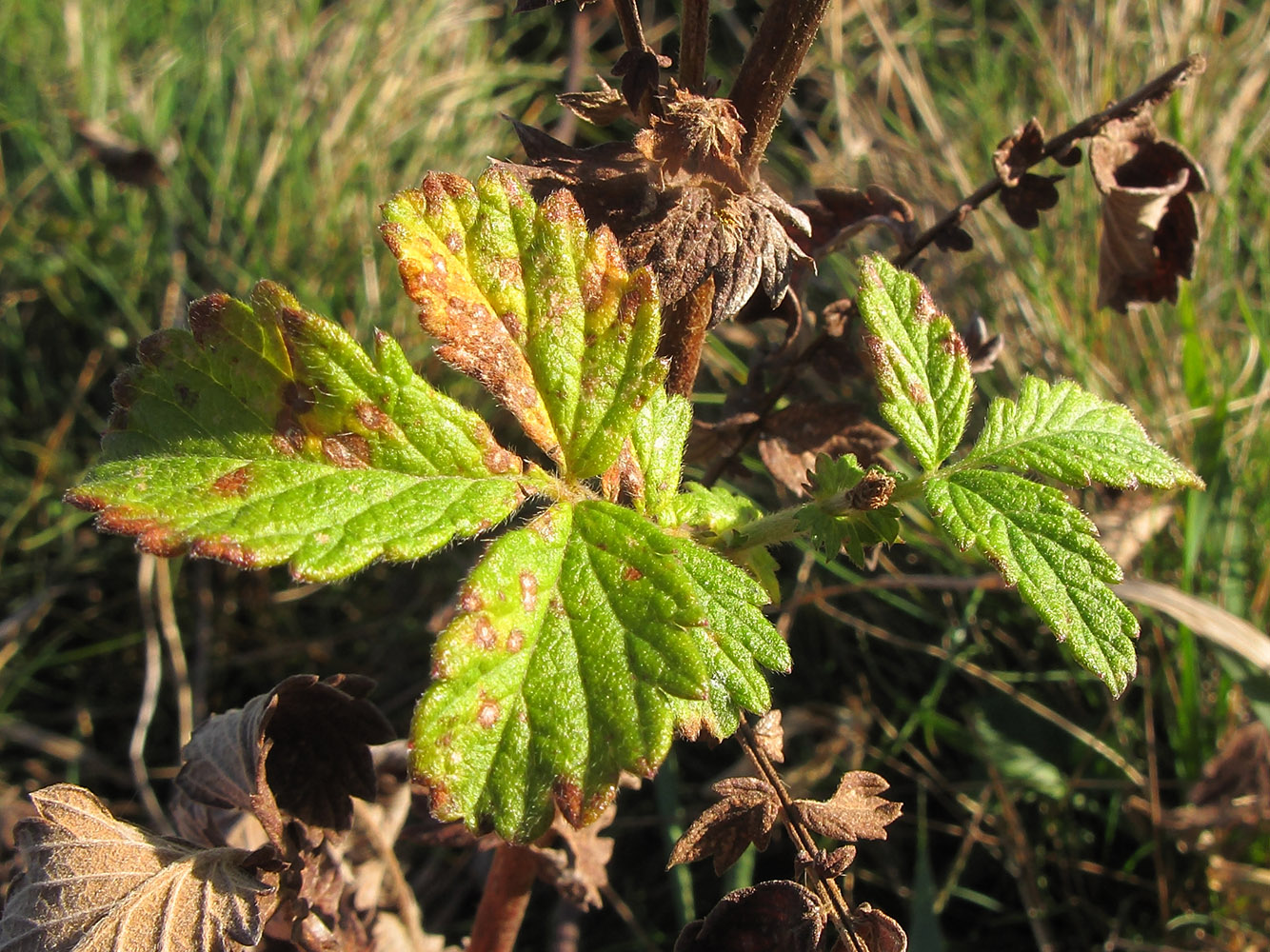 Image of Agrimonia eupatoria specimen.