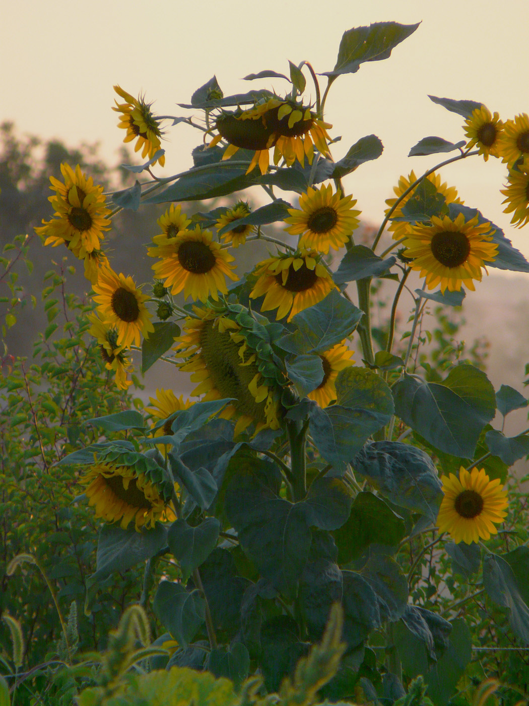 Image of Helianthus annuus specimen.