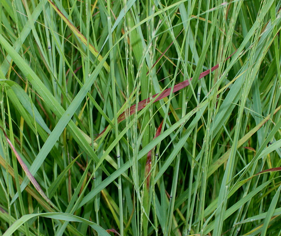 Image of Panicum virgatum specimen.