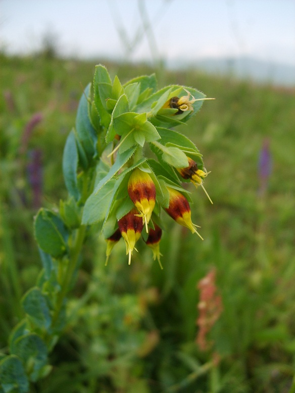 Image of Cerinthe minor specimen.