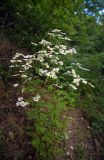 Смотреть изображение Pyrethrum corymbosum