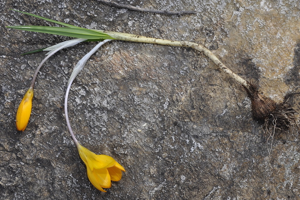 Image of Crocus olivieri specimen.