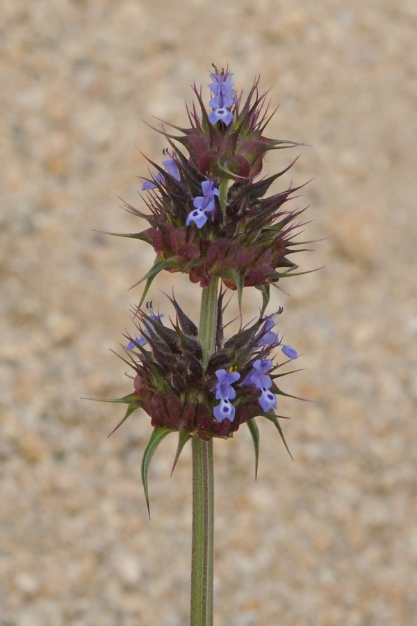 Изображение особи Salvia columbariae.