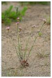 Dianthus borbasii. Цветущее растение. Республика Татарстан, Волжско-Камский заповедник. 30.06.2009.