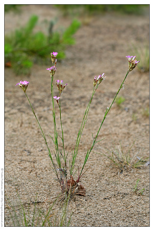 Image of Dianthus borbasii specimen.