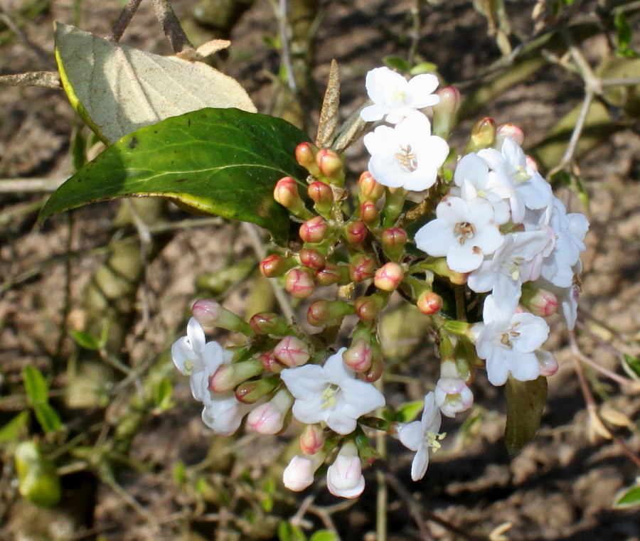 Изображение особи Viburnum &times; burkwoodii.