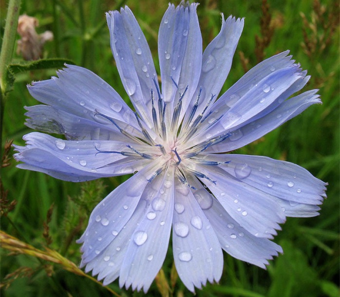 Image of Cichorium intybus specimen.