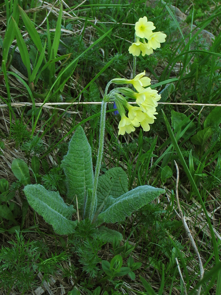 Image of Primula poloninensis specimen.