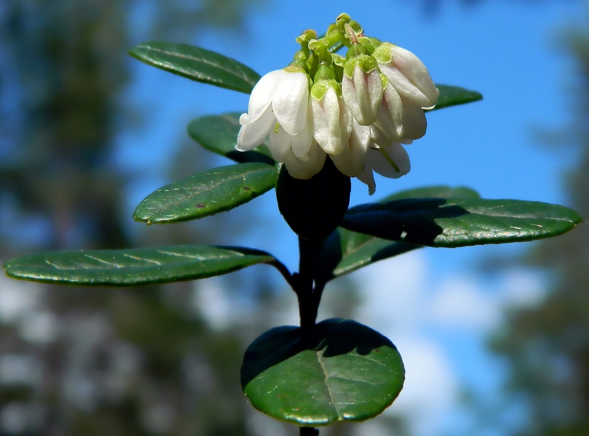 Image of Vaccinium vitis-idaea specimen.