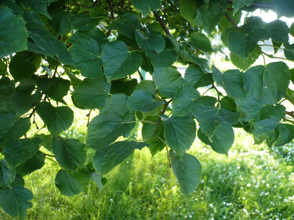 Image of genus Tilia specimen.