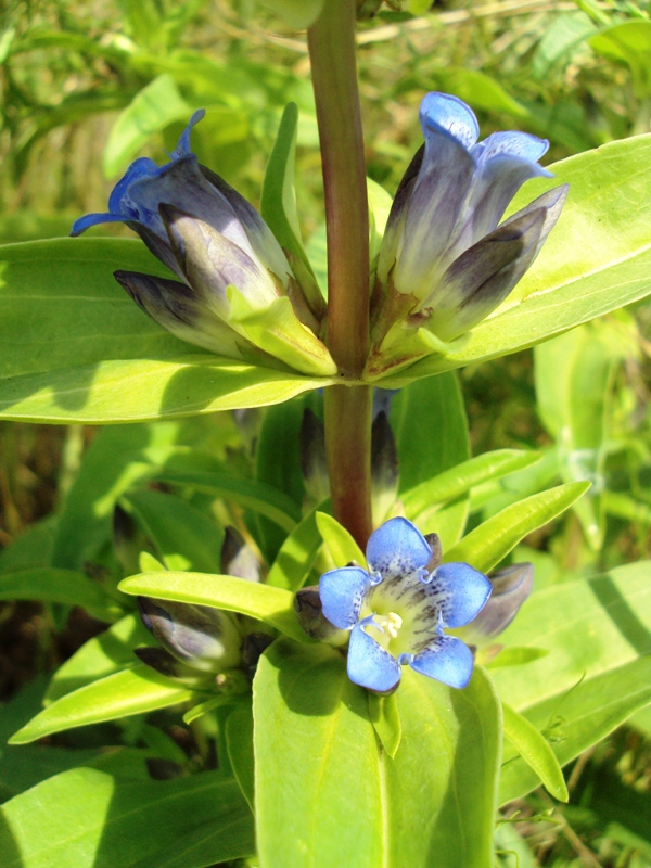 Изображение особи Gentiana cruciata.