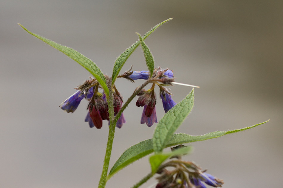 Изображение особи Symphytum asperum.