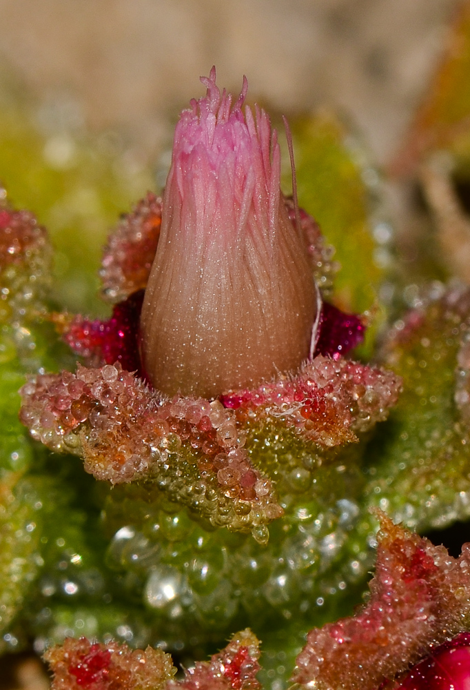 Image of Mesembryanthemum crystallinum specimen.