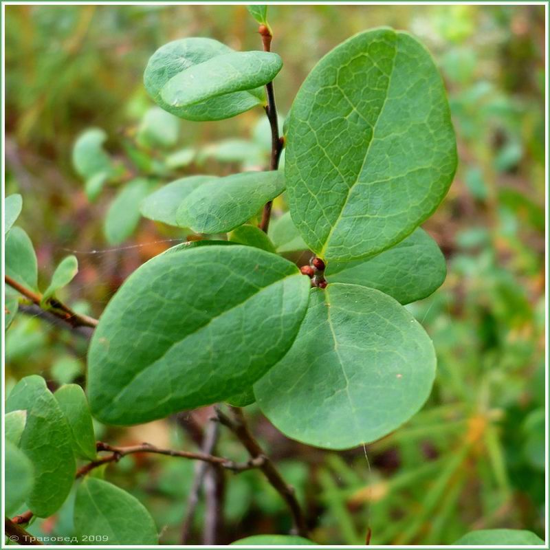 Image of Vaccinium uliginosum specimen.